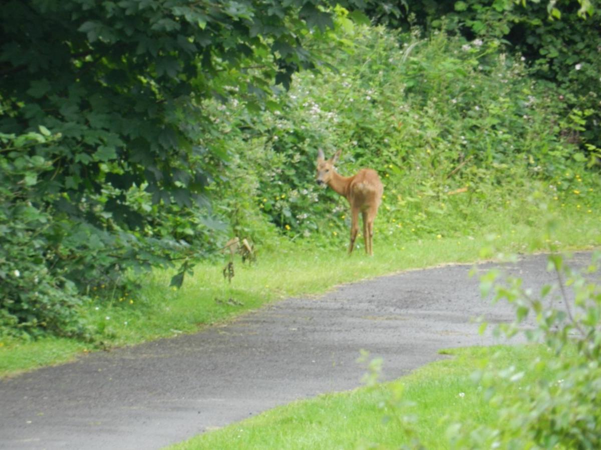 Greenways Valley Holiday Park Great Torrington Buitenkant foto