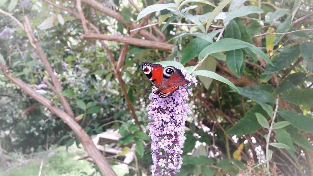 Greenways Valley Holiday Park Great Torrington Buitenkant foto
